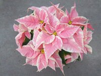 poinsettias