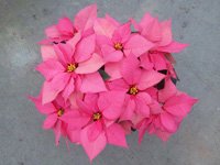 poinsettias