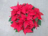 poinsettias