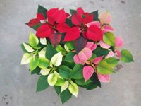 poinsettias