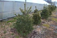 Christmas Wreath